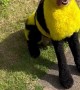 Dog Disguised as a Bumble Bee
