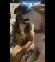 Trusting Pup Gets Face Massaged