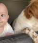 Dog and Baby Look Out Window Together