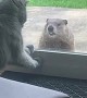 Cat Meets Groundhog at the Glass