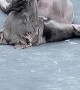 Great Dane Naps on Trampoline