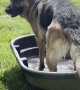German Shepherd Splashes in Tub of Water