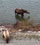 Mother Moose Chases off Grizzly Bear