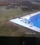 Boy Saves Dog From Drowning in Pool