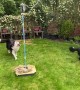 Border Collies Play Tetherball