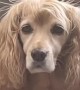 Cocker Spaniel Foster Dog Has Staticky Hair