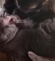 Kitty Gets Groomed by Monkey