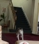Husky Jumps on Couch