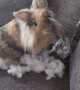 Bad Bunny Ruins Couch Cushion