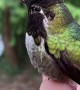 Hummingbird Showcases Reflective Feather Color Changes
