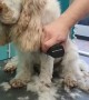 Dog Nods Off During Grooming