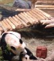 Giant Panda Mom Drags Cub by the Ear for Lunch