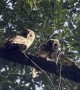 Young Owls Care for Each Other