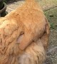 Anna the Buff Orpington Chicken has the Cutest Squeaky Sneeze