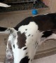 Great Dane Lets One Loose