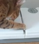 Clever Cat Gets to Food