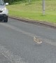 Geese and Goslings Make a Crossing