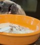 Bob the Beagle Licks the Bowl