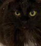 Cat Finds Glittery Bath Bomb and Is Covered in Sparkles