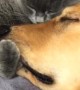 Greg the Cat Squeezes Boris the Dog's Face and Gives Kisses