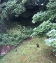 Magpie Picking on a Fox