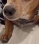 Remington the Chiweenie is Surprised by News