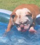Pearlie the Pup's Pool Party