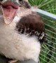 Baby Kookaburra Looks Like It's Smiling