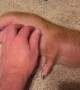 Pet  Pig Loves Belly Rubs