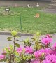 Mama Fox with Seven Babies Plays in Yard