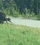 Frustrated Momma Bear Tosses Cub to Get it Across Road Safely
