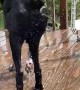 Dog Slow Motion Shaking off Water Wiggle