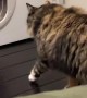 Kitty Gets Cat Door Surprise