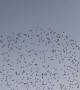 Flock of Birds Flies Overhead