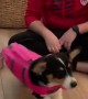 Corgi Tries on Life Jacket