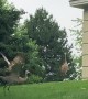 Sandhill Crane Plays with Stick