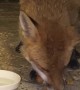 Phil the Fox Tries to Take too Many McNuggets at Once
