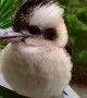 Fluffy the Kookaburra