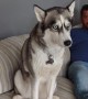 Husky Howls for Outsider's Attention