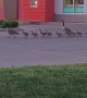 Massive Canadian Geese Family Parade Across Lot