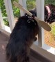 How to Keep the Kitty on the Porch