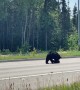Mama Bear Helps Cub Stopped in Street