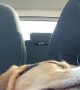 Dog Gets Drowsy During Drive