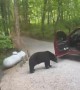 Black Bear Snags a Snack from Family's Truck