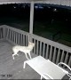 Coyote Attacks Cat on My Beach House Upstairs Deck