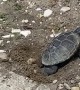 Turtle Lays Eggs in Front Yard