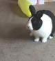 Bunny Pops Balloon