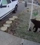 Bear Grabs Seed Snack From Bird Feeder