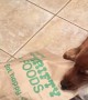 Golden Irish Puppy Gets Kitten Out of the Bag