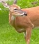 Deer Survives With Arrow in Its Head
